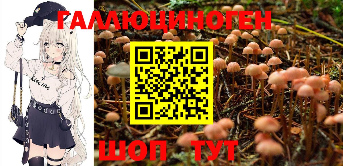 Галлюциногенные грибы Cubensis Полевской